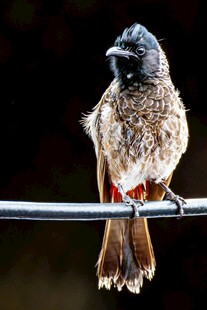 栖息于杆上的小鸟