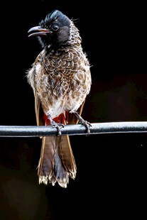 黑喉红臀鹎栖息于电线上