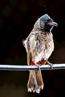 站在杆上的带环小鸟