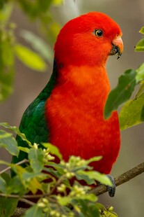 鲜艳红羽鹦鹉栖于枝头
