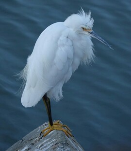 白鹭立于石上神情悠然
