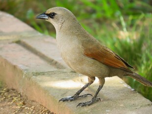 站在石台上的棕褐色小鸟