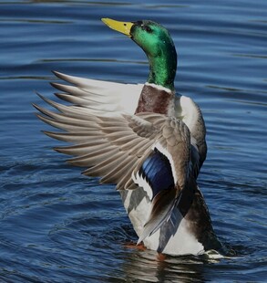 绿头鸭水中展翅瞬间