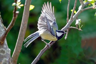 枝头飞鸟展翅瞬间