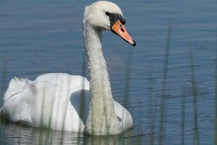 优雅天鹅水中悠然 弋