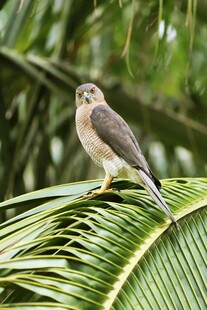 栖息于绿叶上的小鸟