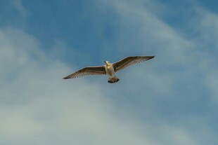 蓝天中翱翔的飞鸟