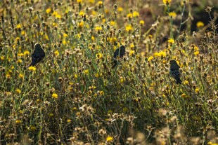 花丛中的三只小鸟