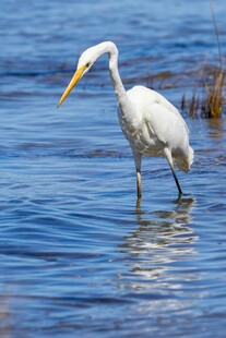 白鹭立于水中优雅身姿