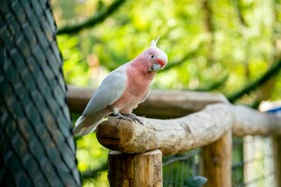 枝头的粉红鹦鹉