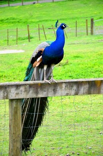 木栏上的美丽蓝孔雀