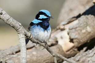 蓝羽小鸟栖息枝头