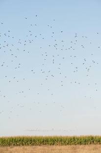 田野上空飞鸟群集