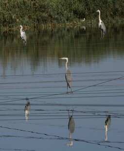 湖畔群鸟水中悠然栖息