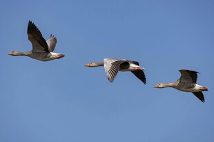 蓝天中飞翔的三只野鸭