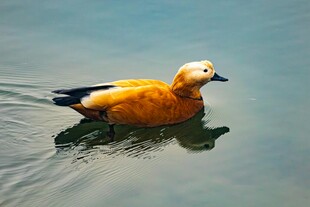 水中 弋的橙羽鸭子