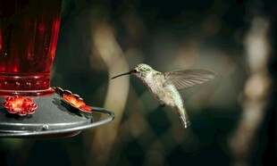 蜂鸟于喂食器旁飞舞