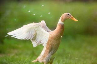 展翅的鸭子于绿意中