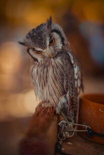 栖息的猫头鹰
