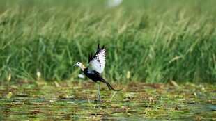 湿地中展翅的黑白小鸟