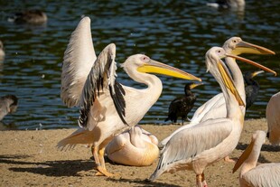 岸边鹈鹕群聚画面