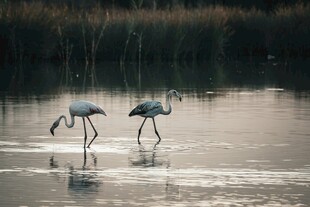 湿地中的两只火烈鸟