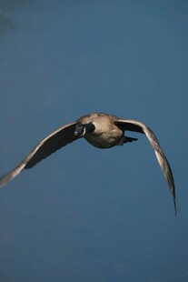 飞鸟翱翔于蓝天