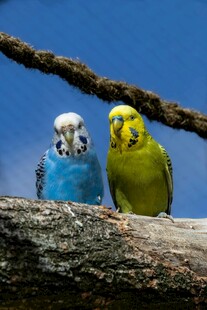 树枝上的两只色彩鹦鹉