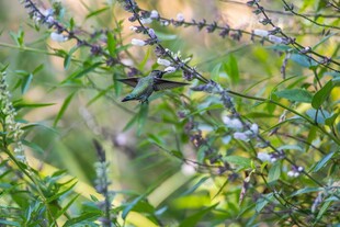 枝头绽放的清新蓝花