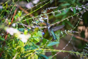 翠绿枝叶间的清新景致