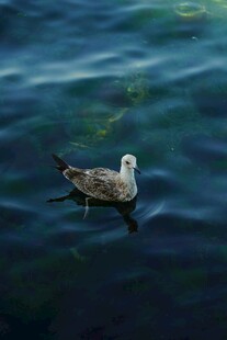 水中独 的海鸥