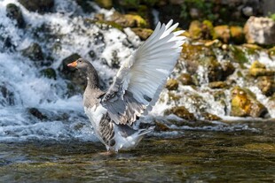灰鹭于溪流间展翅瞬间