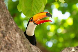 巨嘴鸟藏身树干间