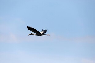 天空中飞翔的黑色大鸟