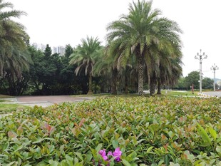 繁花绿树间的自然景致