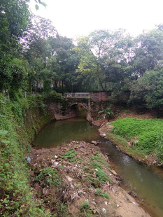 污染的林间小溪