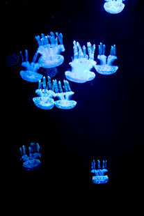 蓝色发光水母梦幻景象