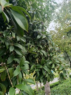 繁茂绿树间的清幽小径