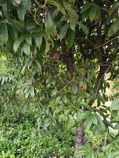 绿叶繁茂的树木景象