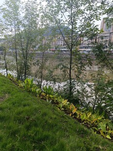河畔绿植景观