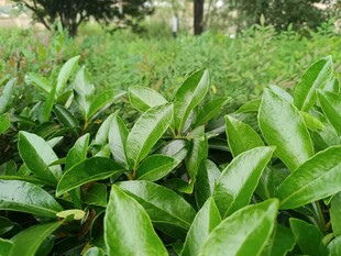 翠绿茂盛的茶叶植株