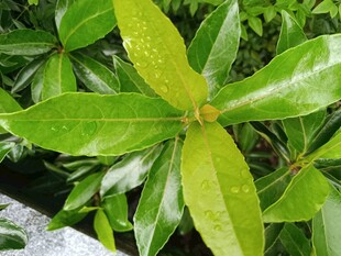 翠绿叶片上的晶莹水珠