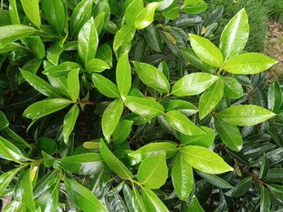 翠绿繁茂的叶片植物