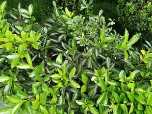 翠绿繁茂的绿植景观