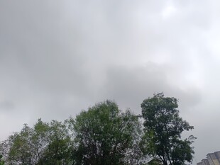 阴天中的绿树与建筑