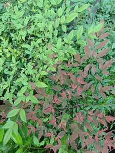 多彩植物叶片特写