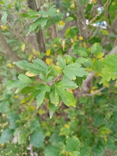 绿叶间的繁茂植物