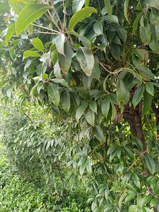 繁茂绿叶覆盖的果树景象