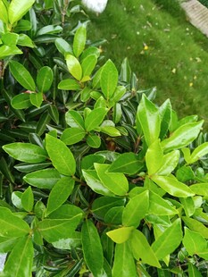 翠绿繁茂的叶片植物