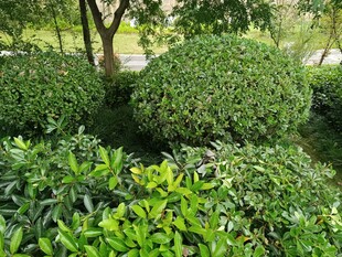 绿意盎然的园林灌木景观